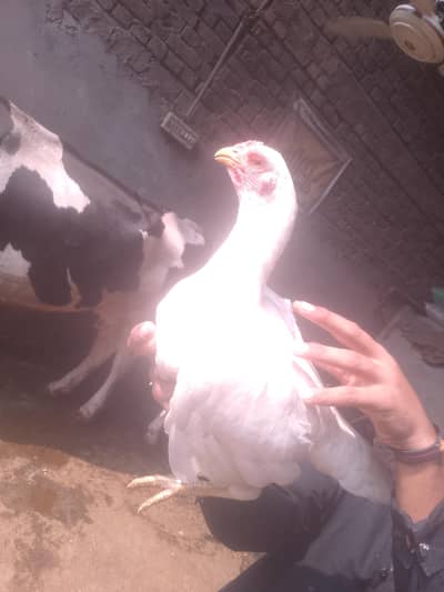 Heera Aseel