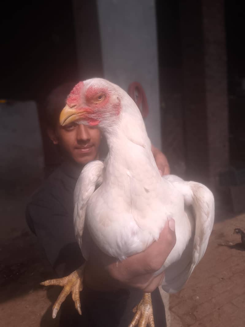 Heera Aseel 2