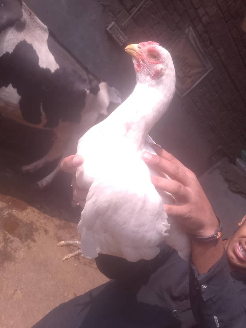 Heera Aseel 3