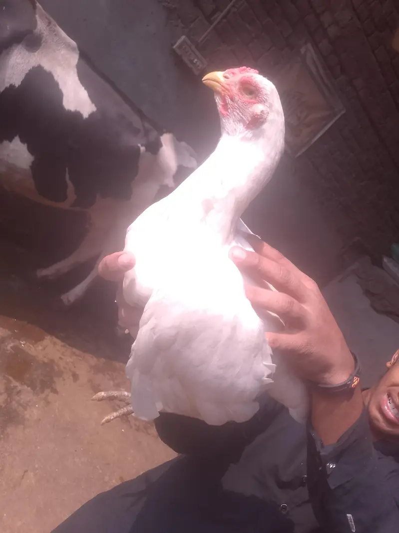 Heera Aseel — photo 4