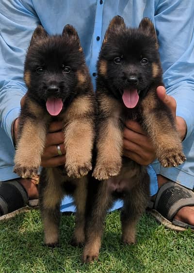 German Pupps | German Shepherd Long coat Pupps Pair | Pupps | GSD