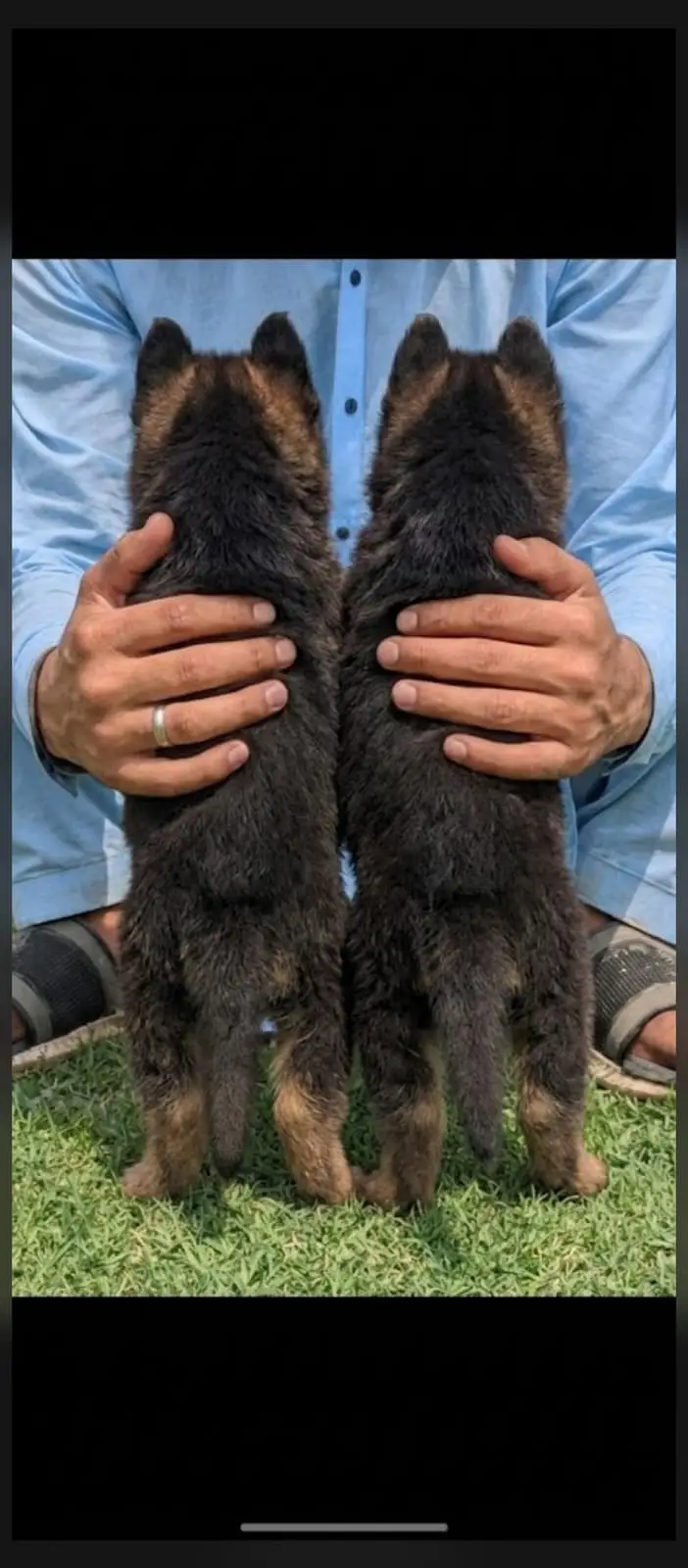 German Pupps | German Shepherd Long coat Pupps Pair | Pupps | GSD — photo 3