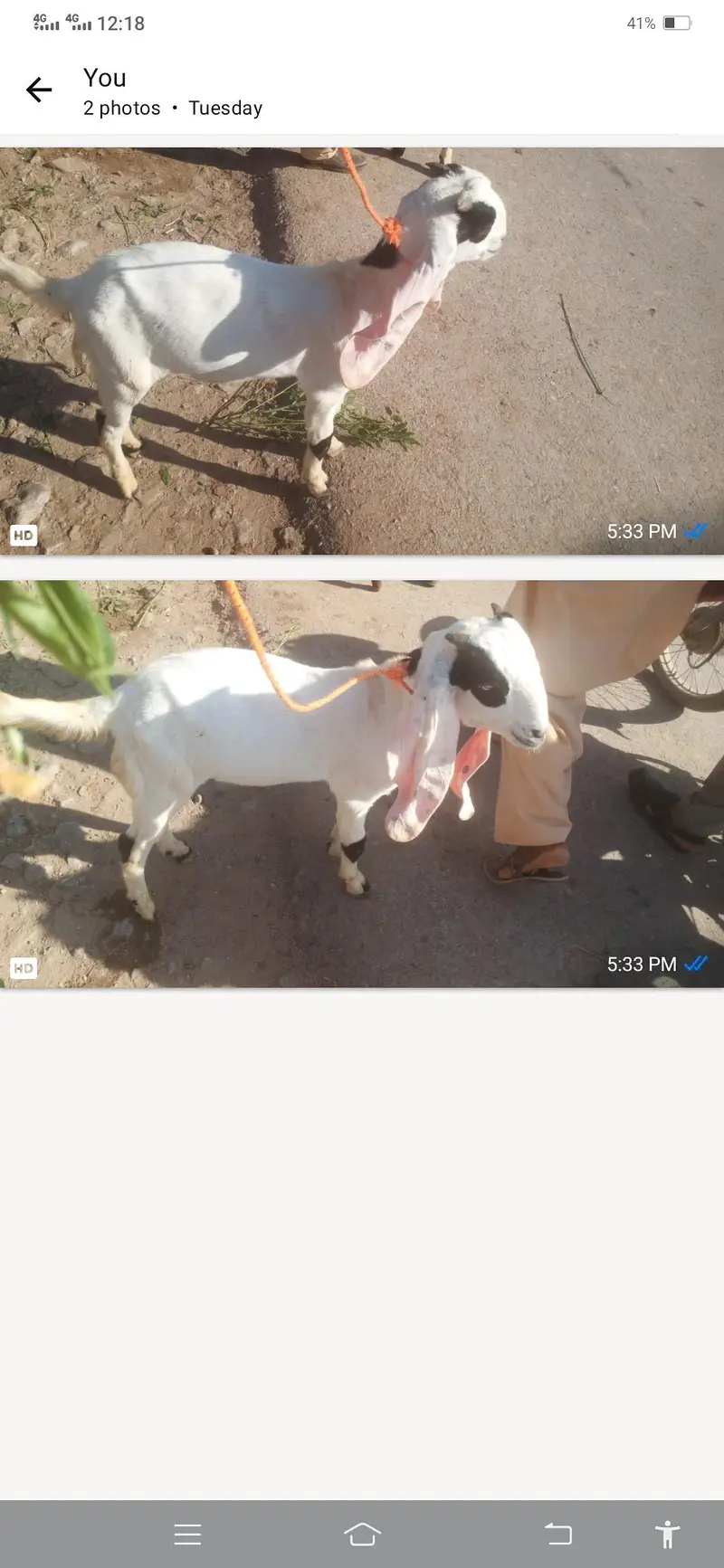 betal bakra — photo 2