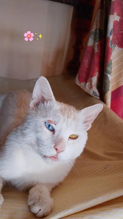 Seibrian cat ,,full white colour ,, For Sale