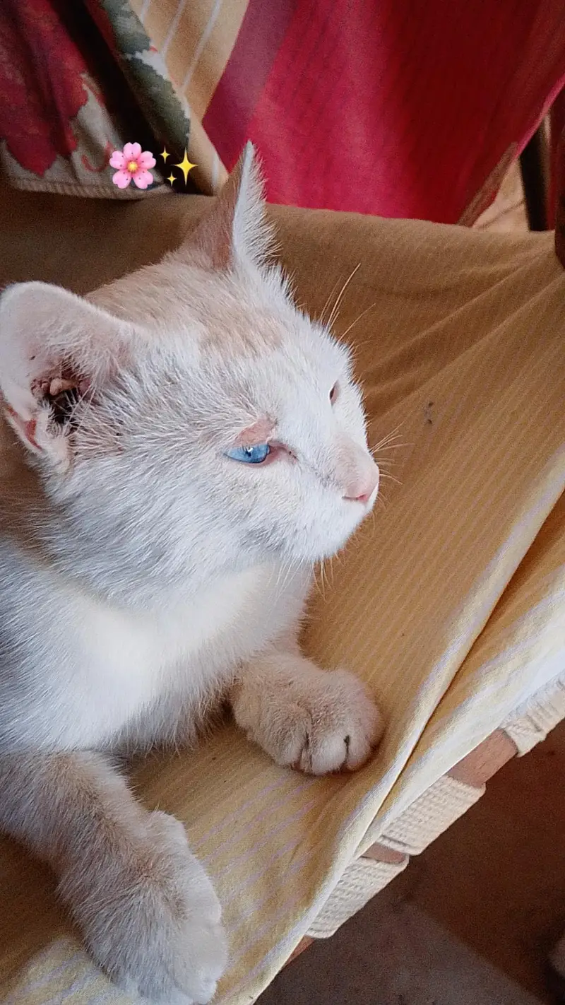 Seibrian cat ,,full white colour ,, For Sale — photo 2