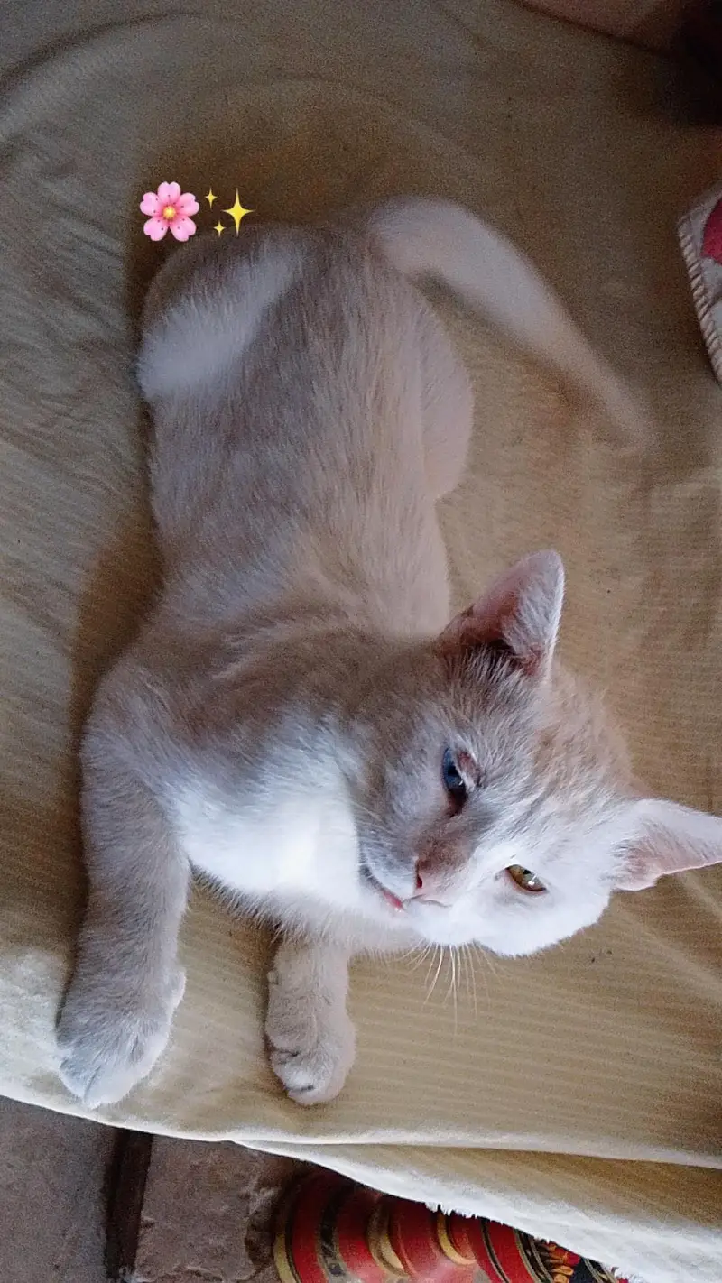 Seibrian cat ,,full white colour ,, For Sale — photo 3