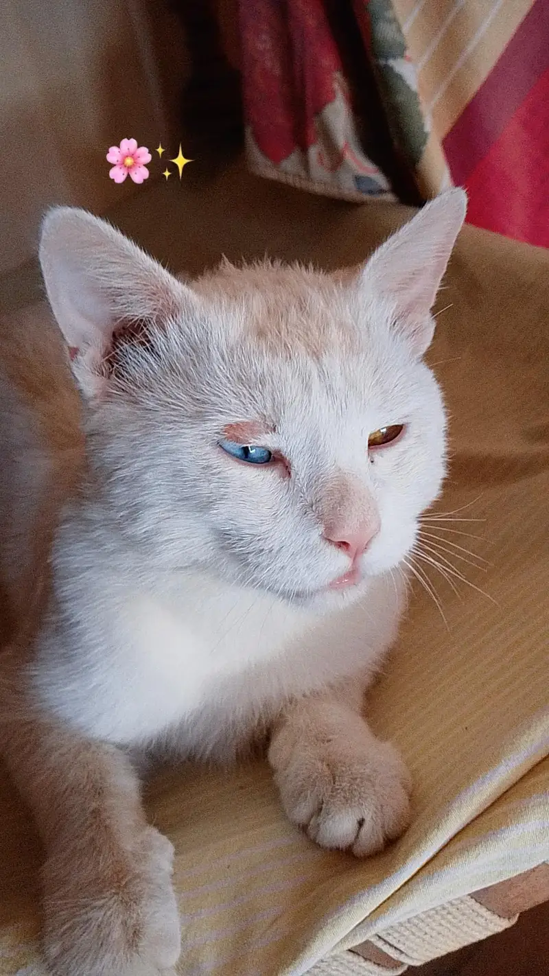 Seibrian cat ,,full white colour ,, For Sale — photo 4