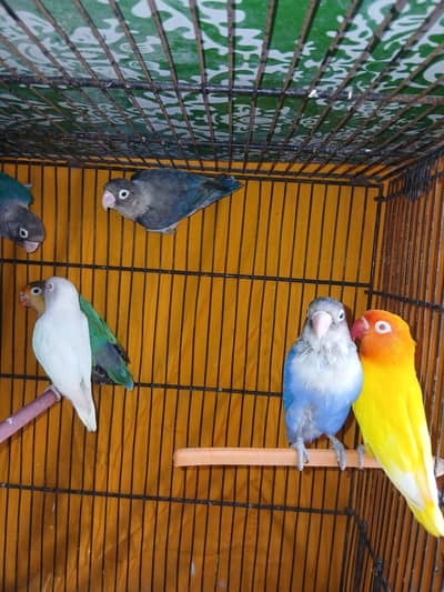 Breeder pair lovebirds/ fisher