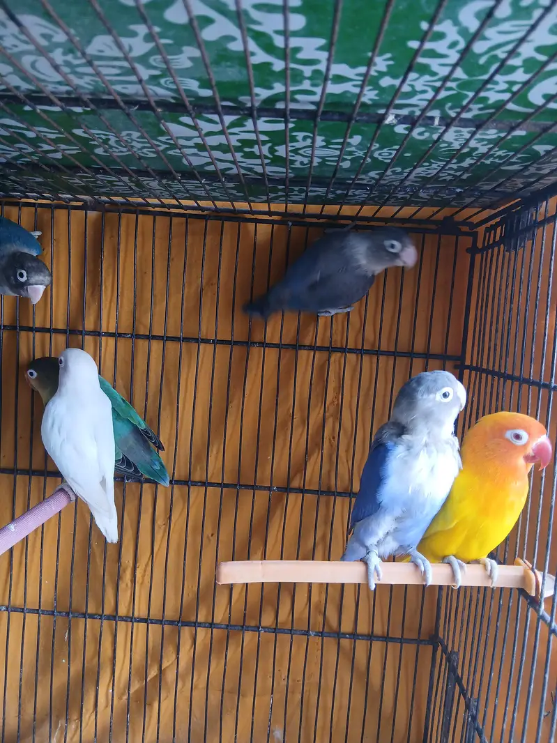 Breeder pair lovebirds/ fisher — photo 2