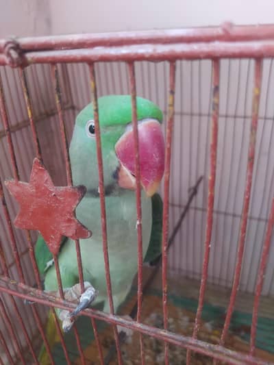 pahari parrot male talking