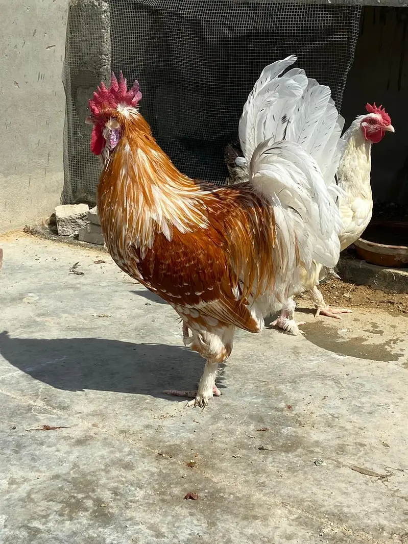 murgiyan or murgayy — photo 10