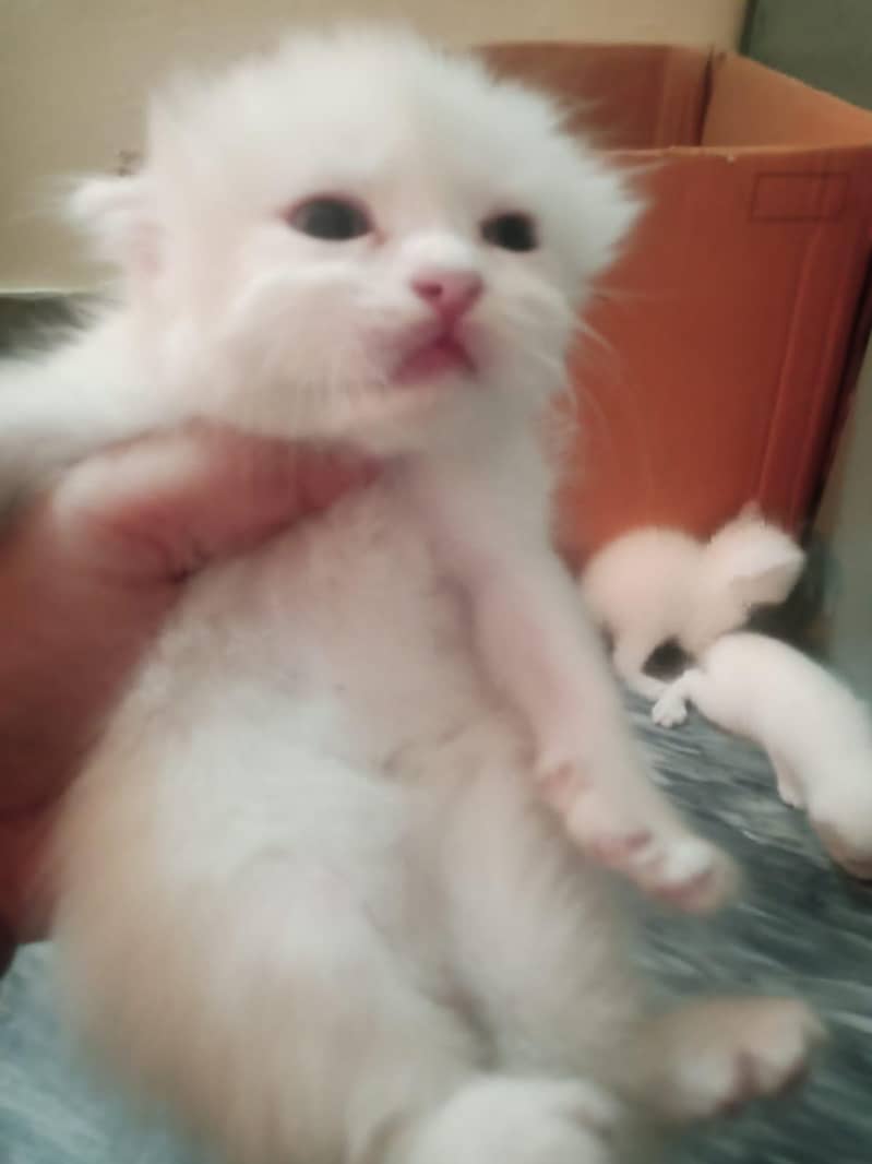 kittens 10k each 0