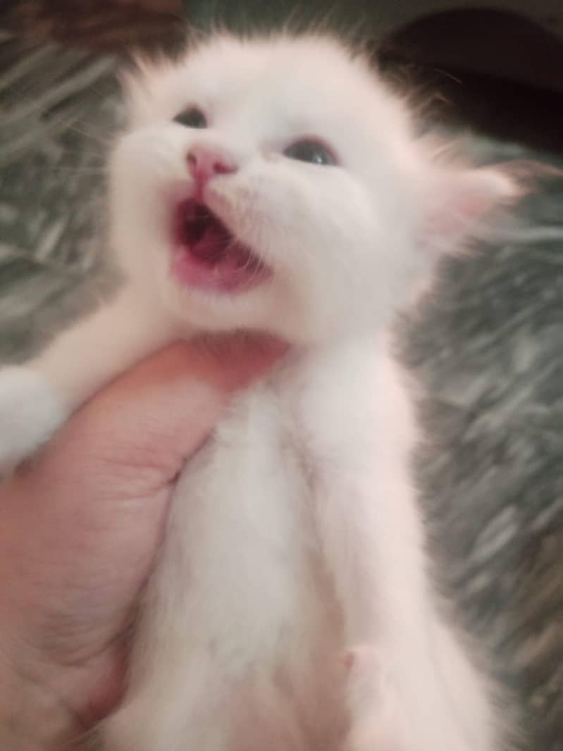 kittens 10k each 1