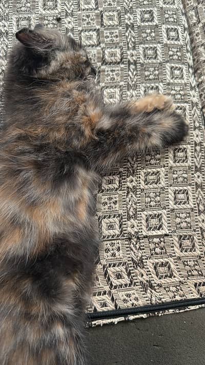 Lovely cat khylti rehti