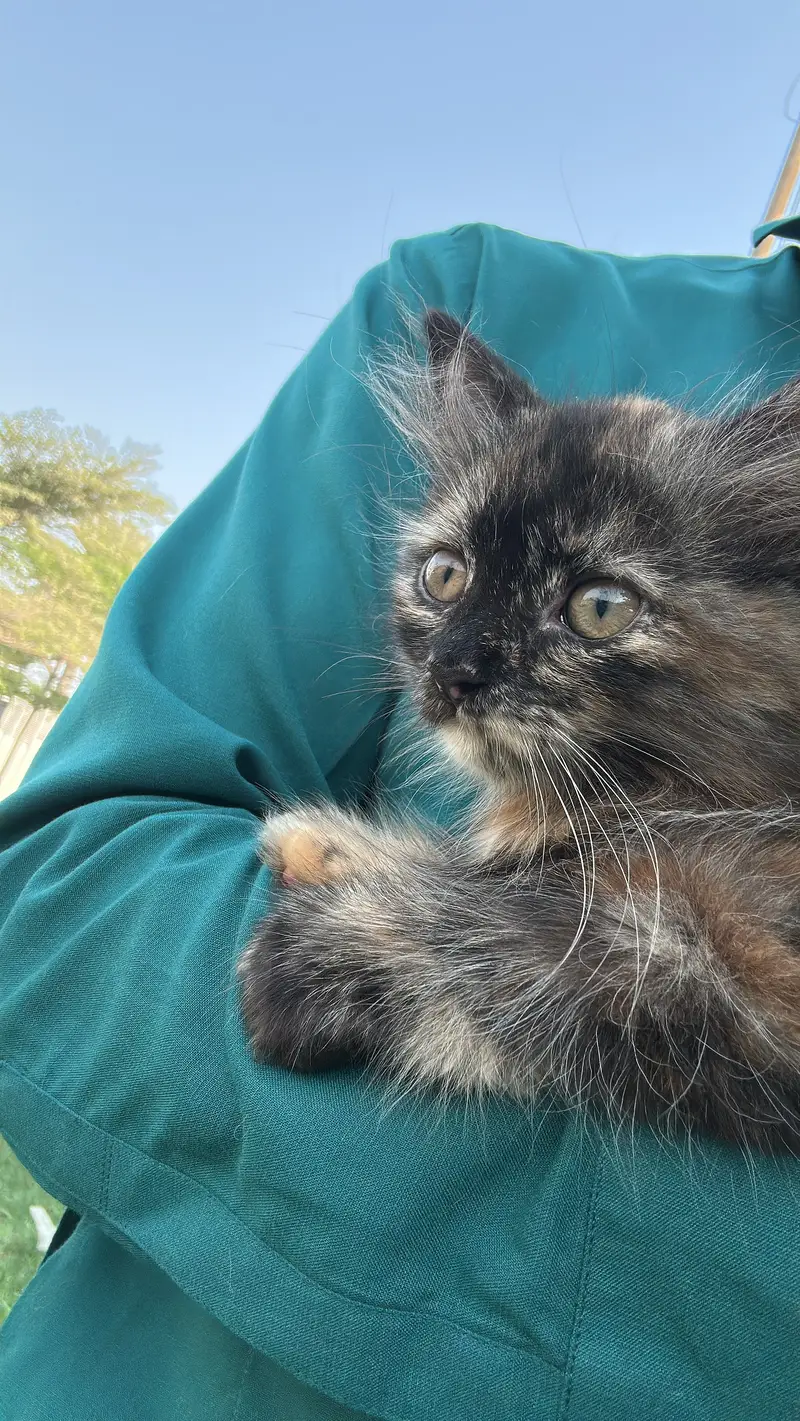 Lovely cat khylti rehti — photo 2