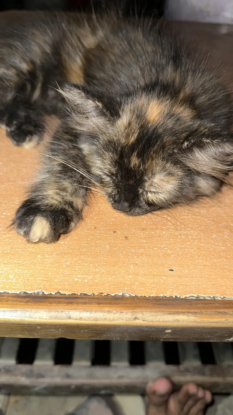 Lovely cat khylti rehti — photo 3