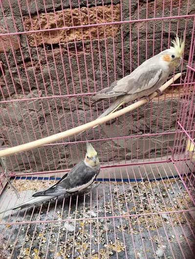 Cocktail pair available for sale in reasonable price