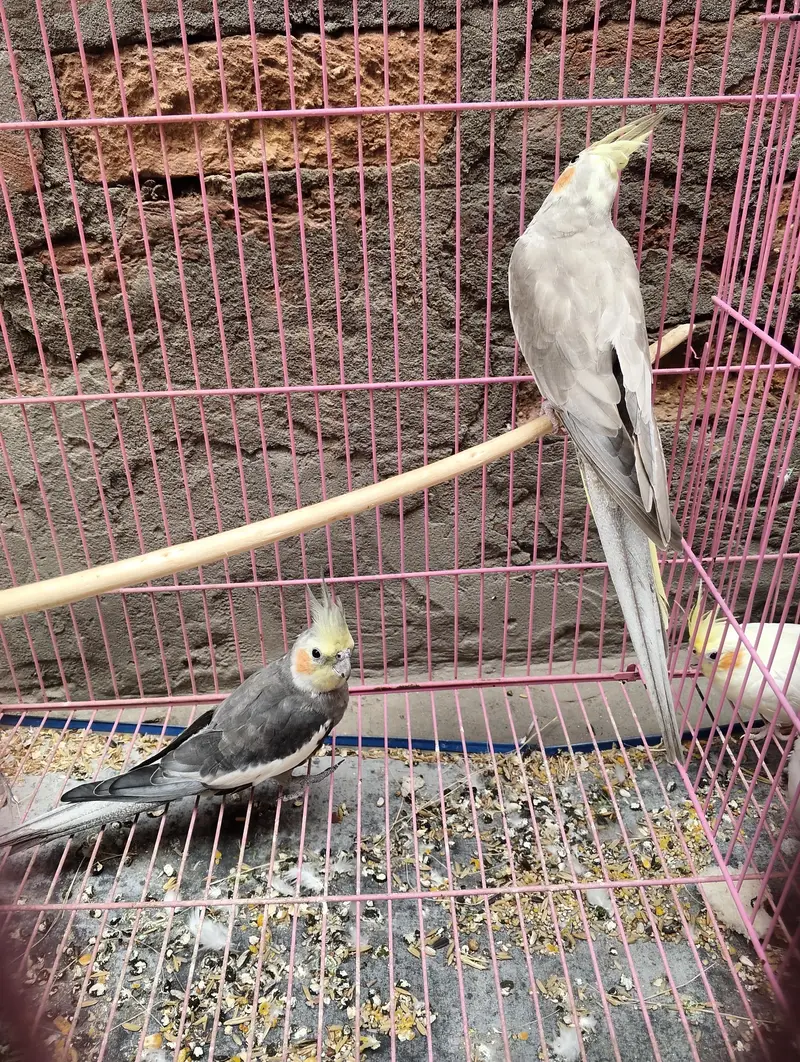 Cocktail pair available for sale in reasonable price — photo 2