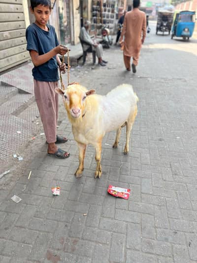 breeder gulabi kharkana Teda