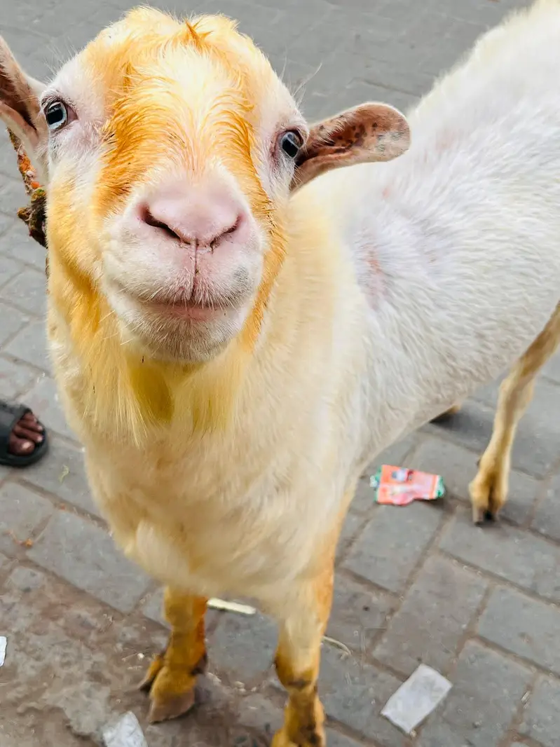 breeder gulabi kharkana Teda — photo 2