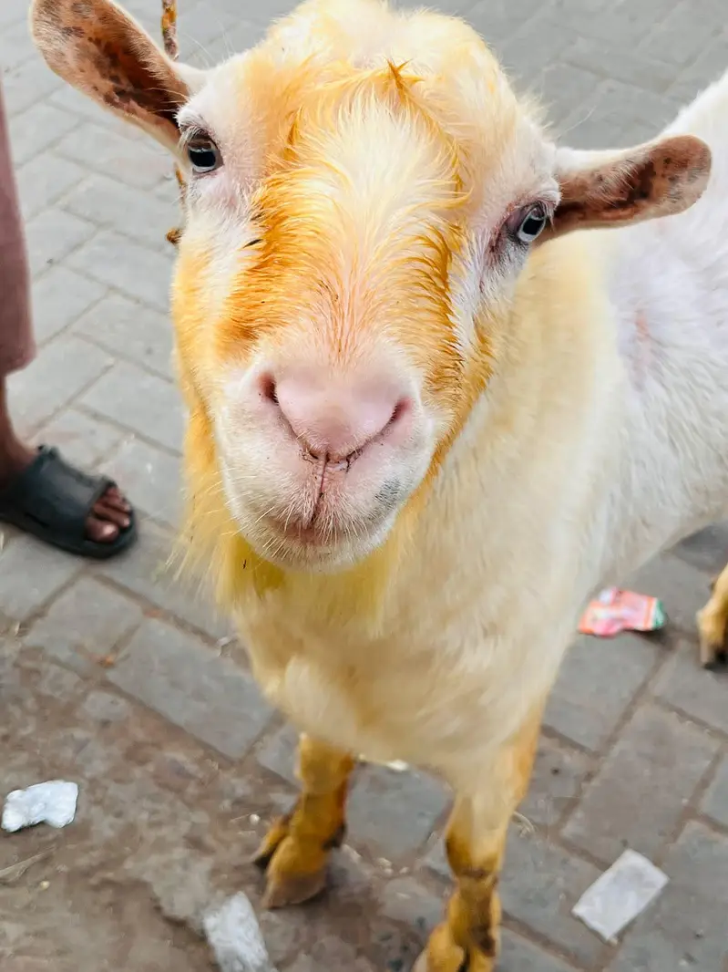 breeder gulabi kharkana Teda — photo 3