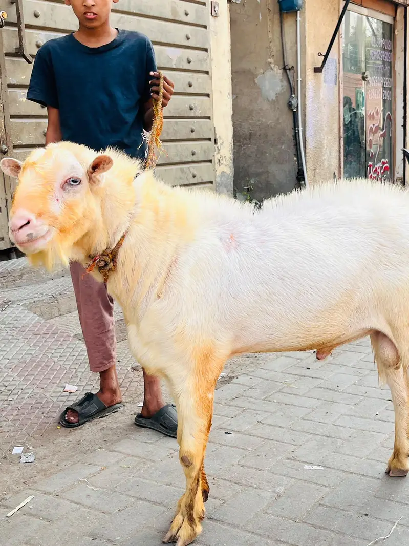 breeder gulabi kharkana Teda — photo 4