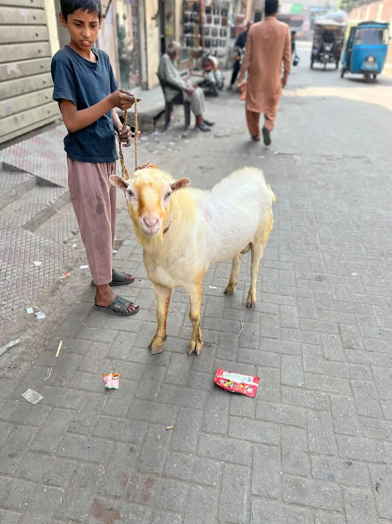 breeder gulabi kharkana Teda — photo 5