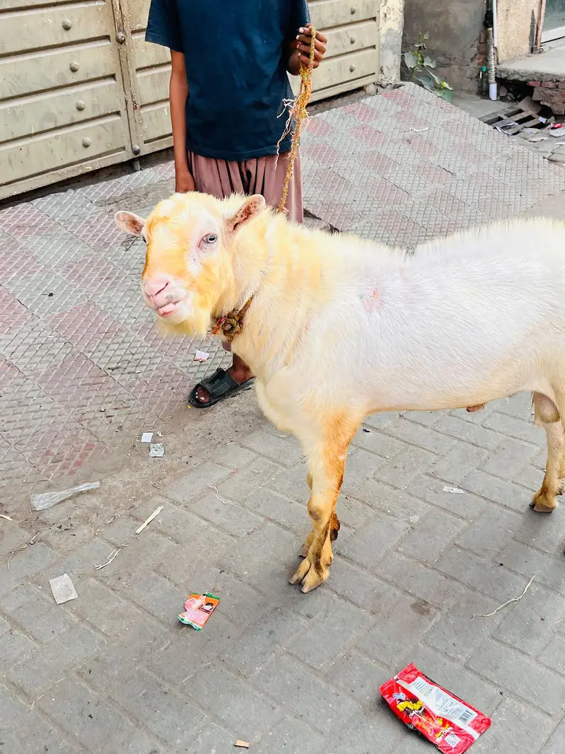 breeder gulabi kharkana Teda — photo 6