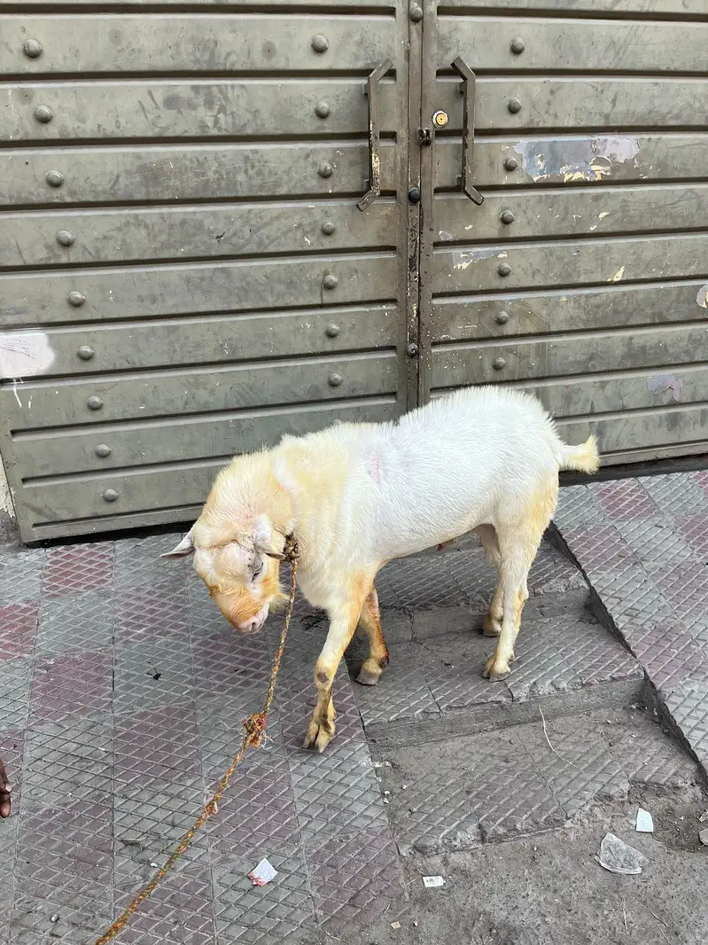breeder gulabi kharkana Teda — photo 9