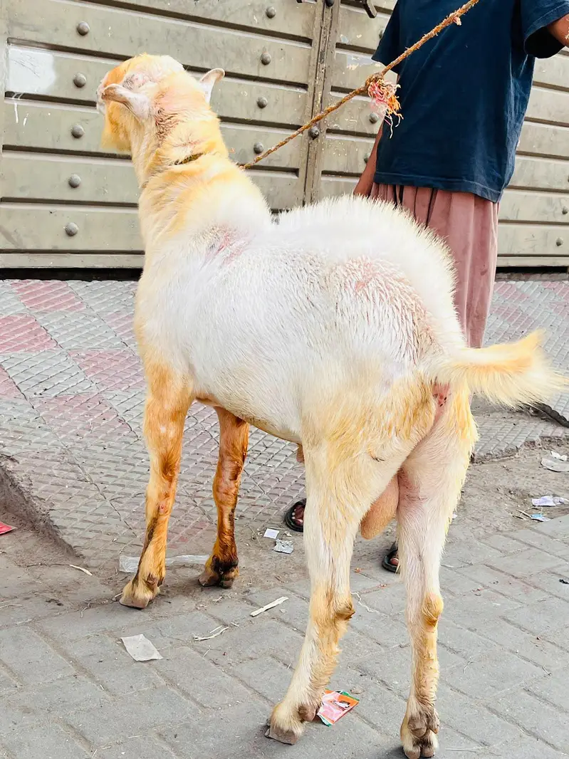 breeder gulabi kharkana Teda — photo 10