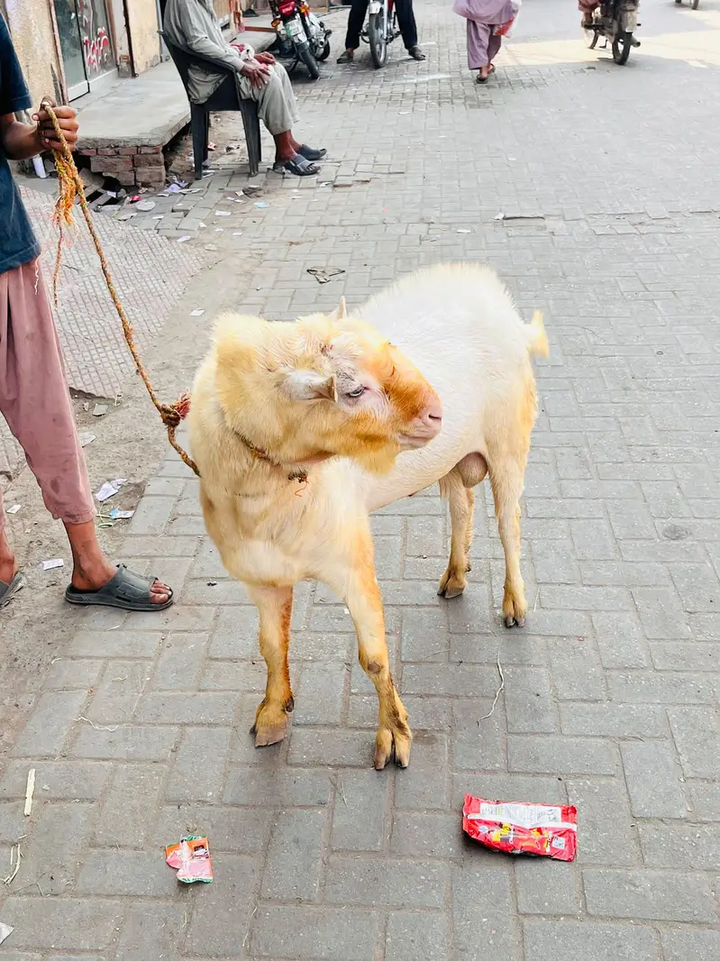 breeder gulabi kharkana Teda — photo 11