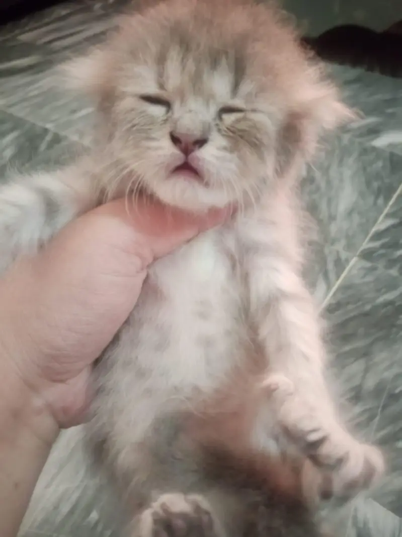 kittens 10k each — photo 4