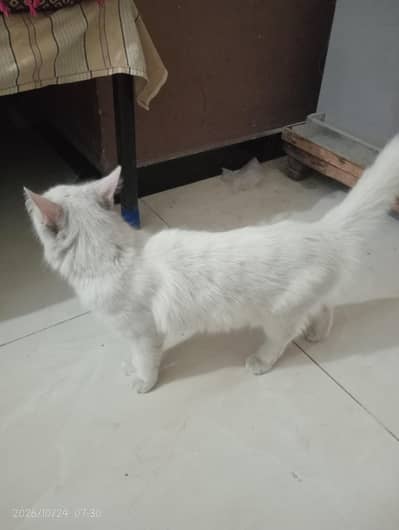 RUSSIAN CAT