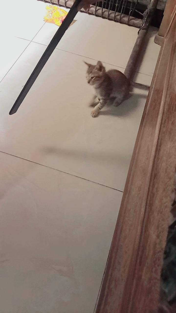 RUSSIAN CAT 1