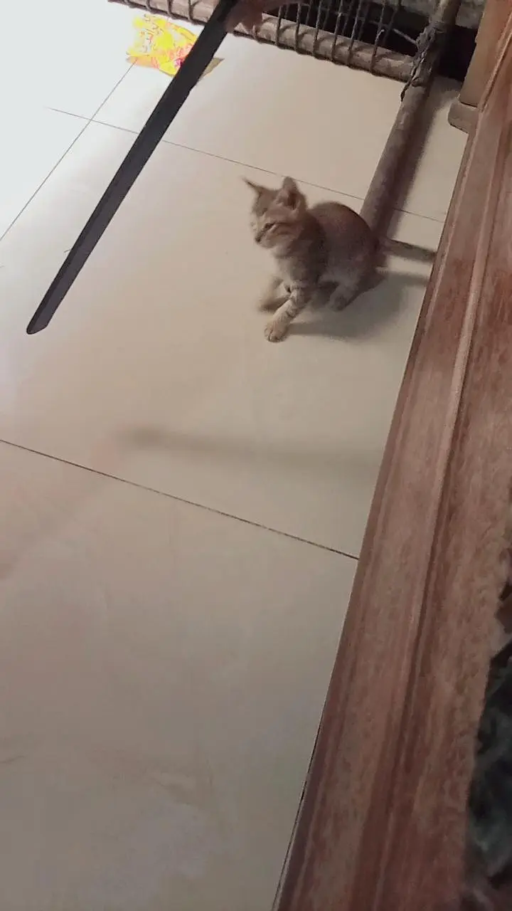 RUSSIAN CAT — photo 2
