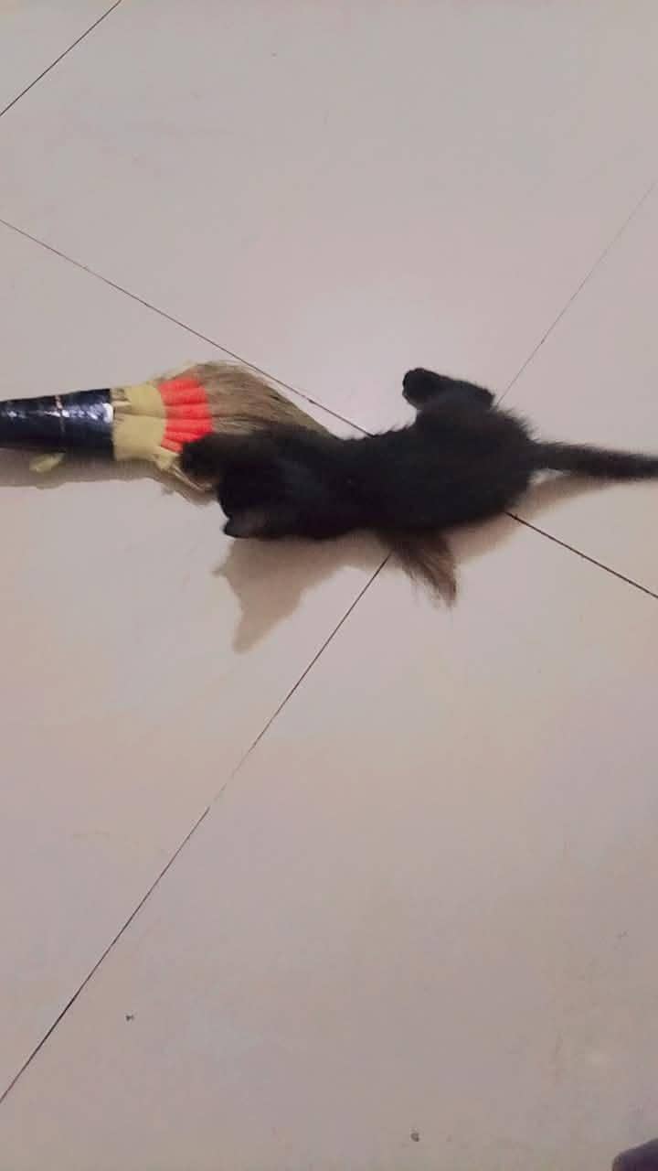 RUSSIAN CAT 2