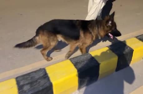 Pure breed German shepherd for sale