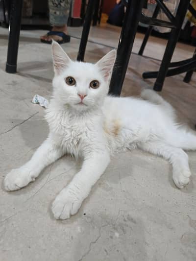 Persian male cat