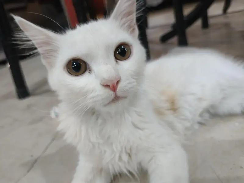 Persian male cat — photo 2