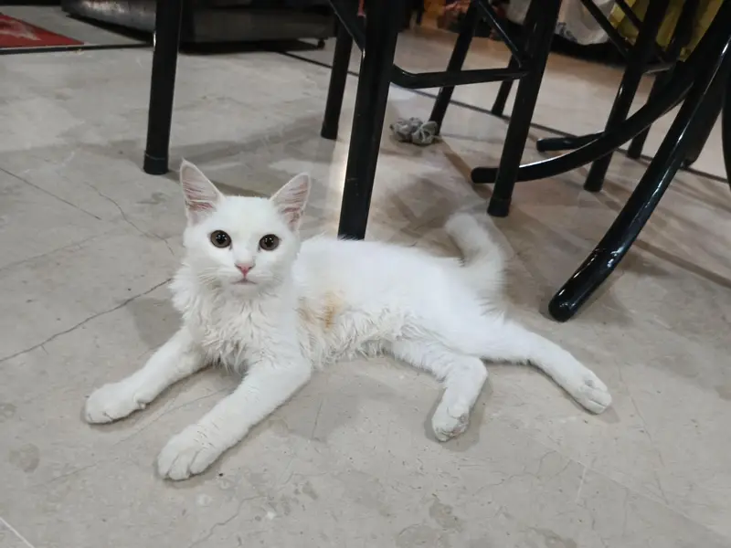 Persian male cat — photo 3