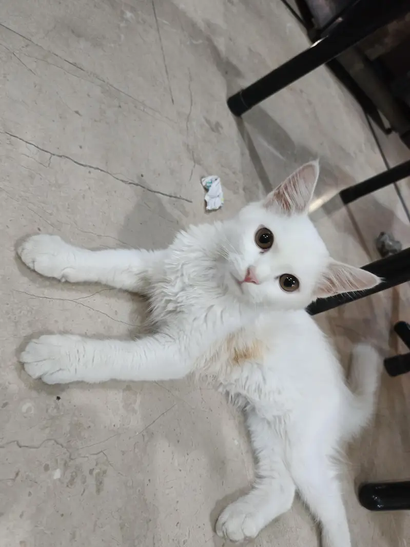 Persian male cat — photo 4