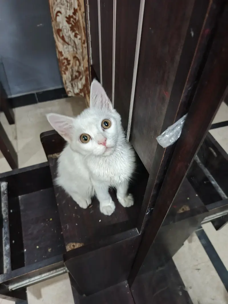 Persian male cat — photo 5