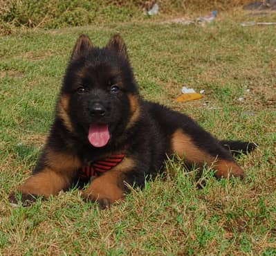 German Shepherd Male Pupy | Long Coat German Pupp | GSD Pupps For Sale