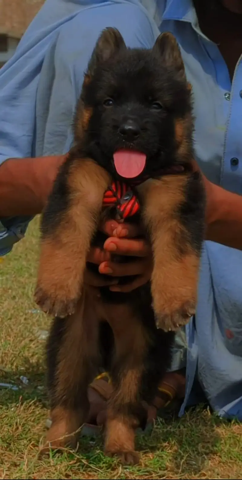 German Shepherd Male Pupy | Long Coat German Pupp | GSD Pupps For Sale — photo 2