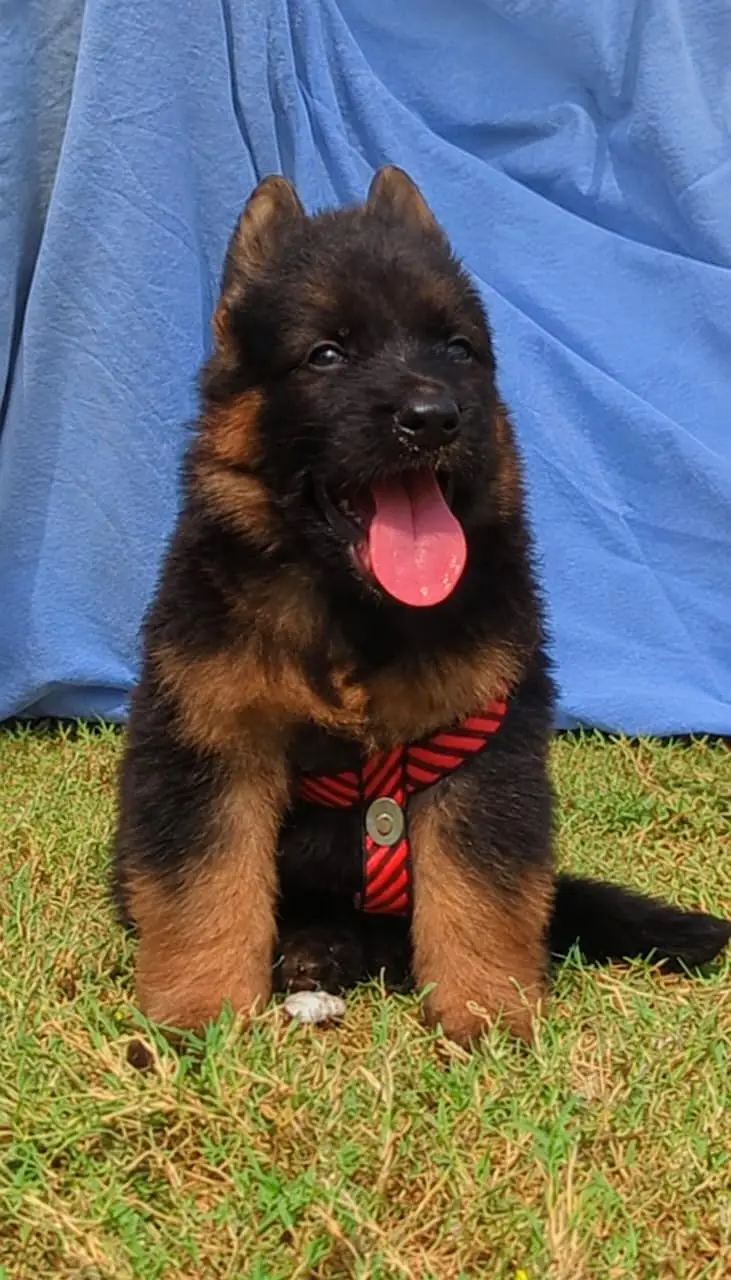 German Shepherd Male Pupy | Long Coat German Pupp | GSD Pupps For Sale — photo 3