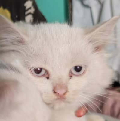 3 cats white eyes white or yellow
