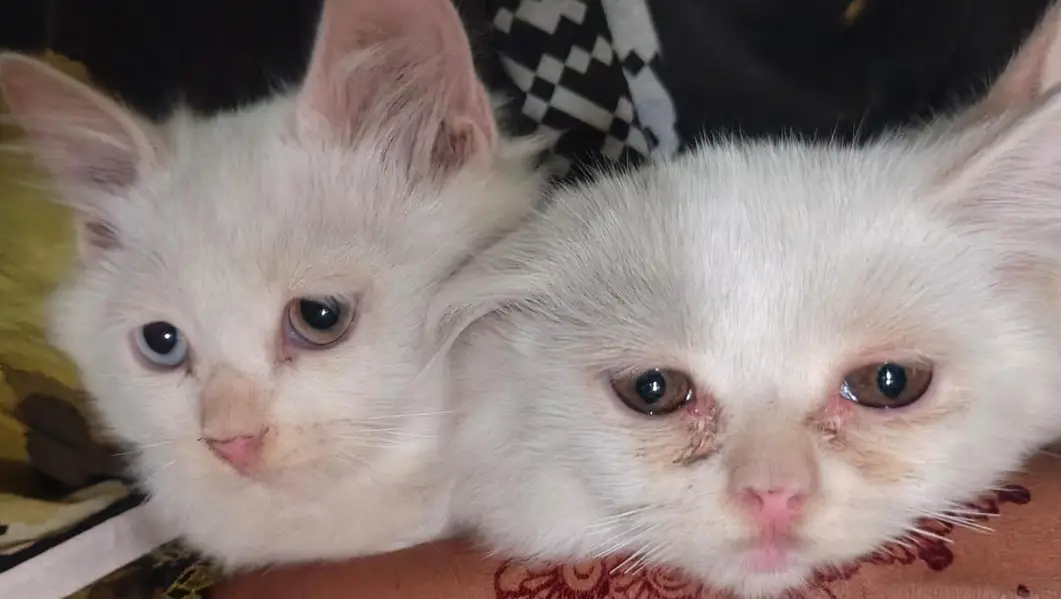 3 cats white eyes white or yellow — photo 2