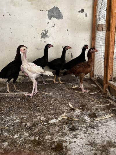 aseel chick for sale