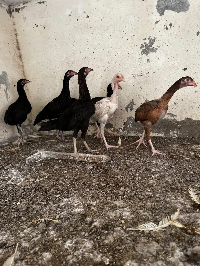 aseel chick for sale — photo 2