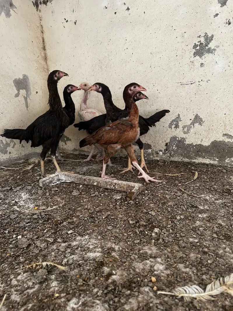 aseel chick for sale — photo 3